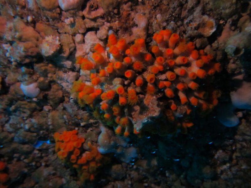 Catania: Gulf Scuba Diving Tour with Marine Biologist - Equipment and Safety Standards