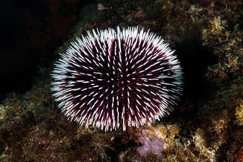 Catania: Scuba Diving Experience - Exploring Underwater Lava Flows and Submerged Caves