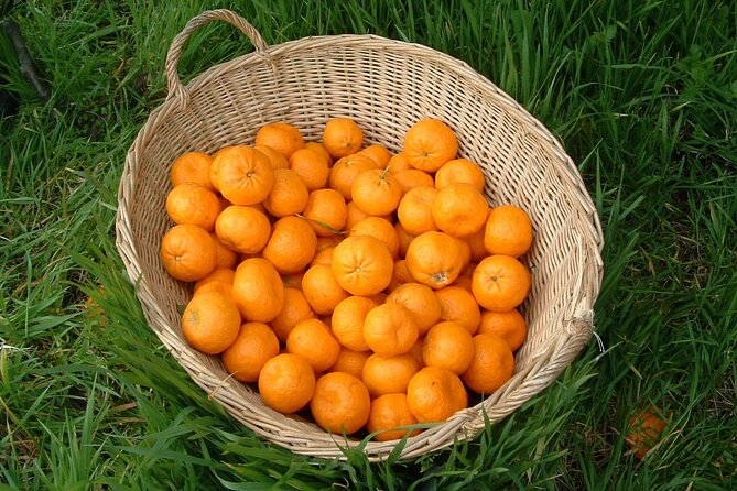 Catania - Street food Tour - Food and Drink Included in the Tour