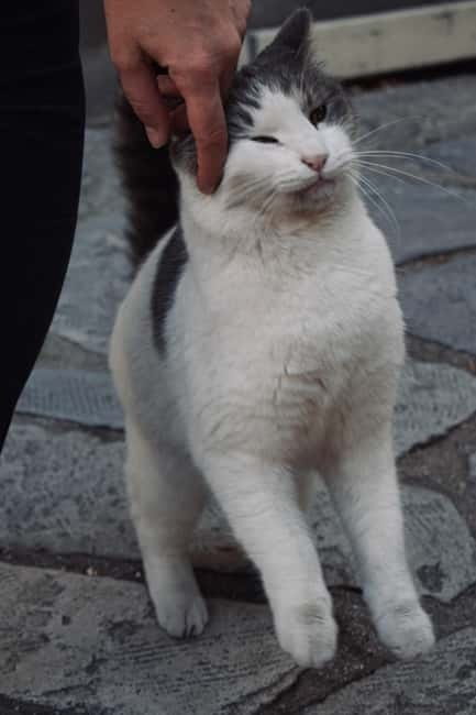 Cats of Athens - Walking Tour - Meet Athens’ Beloved Stray Cats on a Charming Walking Tour