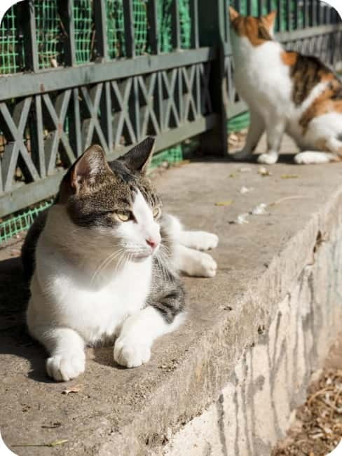 Cats of Athens - Walking Tour - Interacting with the Feline Residents