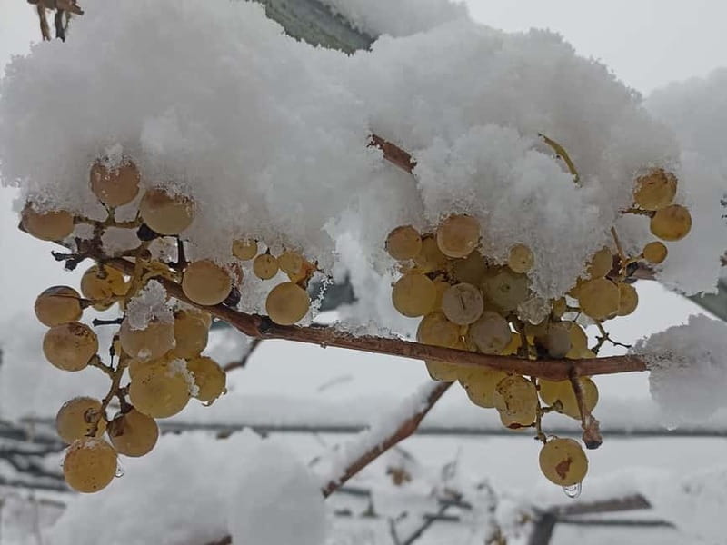 Caucasus: Wine Cellars Tour in Microzones of Racha-Lechkhumi - Practical Information: Logistics and Included Services