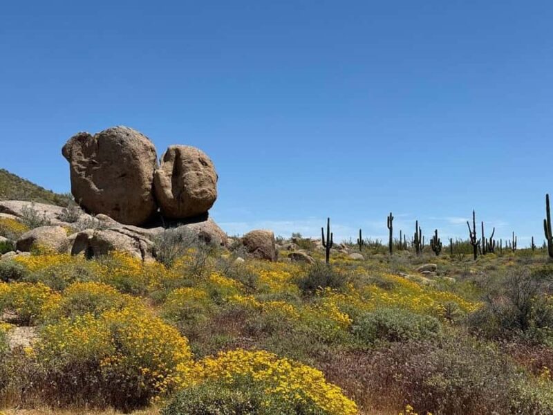 Cave Creek: Private Guided Sonoran Desert Hiking Tour - The Guided Experience: Insights from a Local Expert