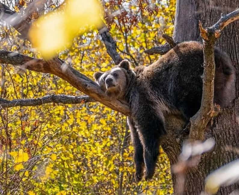 Cave Valley, Rânov Fortress, Bran Castle & Bear Sanctuary - Explore the Best of Transylvania in Just Over Six Hours