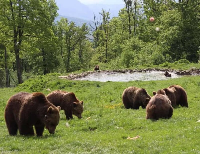 Cave Valley, Rânov Fortress, Bran Castle & Bear Sanctuary - Key Points