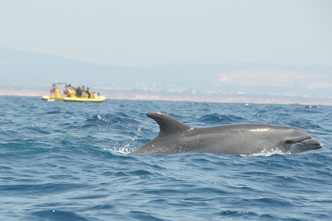 Caves and Dolphin Watching Cruise from Albufeira - Customer Experience and Ratings