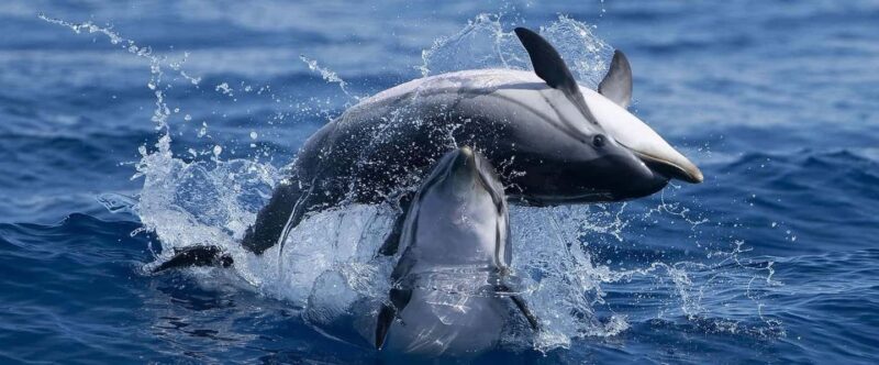 Caves & Dolphins - Combined Trip - Discover the Best of Algarve’s Marine Life and Natural Caves