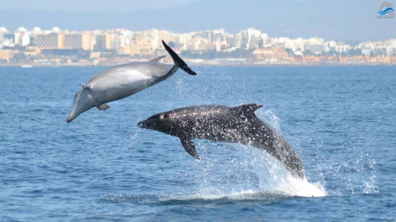 Caves & Dolphins - Combined Trip - The Marine Ecosystem and Wildlife Insights