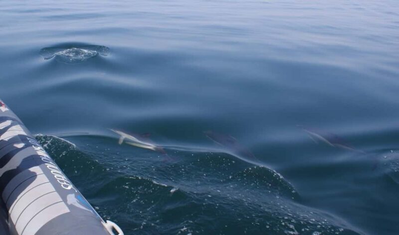 Caves & Dolphins - Combined Trip - Who Should Consider This Tour