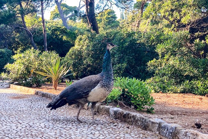Cavtat/Srebreno: Lokrum Island , Betina Cave & st Jacobs Beach - Weather and Cancellation Policies