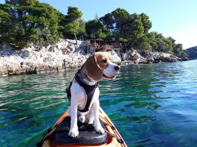 Cavtat: Sunset Guided Sea Kayaking Tour - Key Points