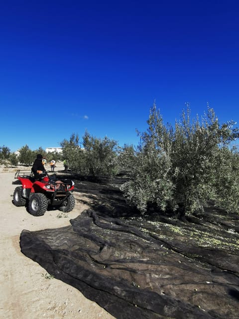 Cazorla: Oleotour - Olive Oil Culture Initiation - The Botanical Garden and the EVOO Can Guitar Monument