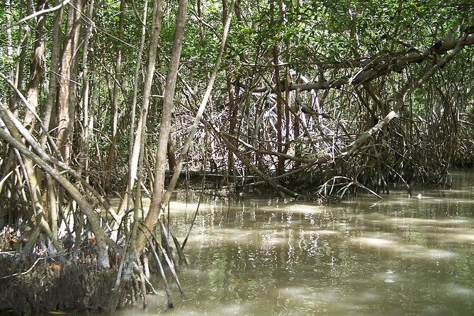 Celestun Beach and Mangrove Boat Ride from Merida - Managing Expectations: Crowds and Comfort