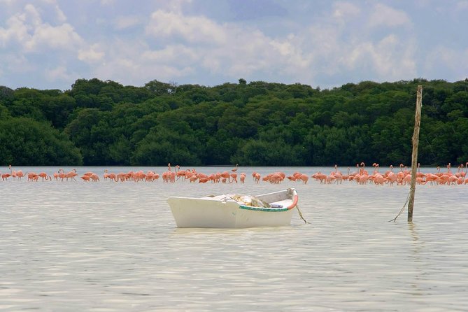 Celestun Biosphere Reserve Tour from Merida - Dining options and meal arrangements