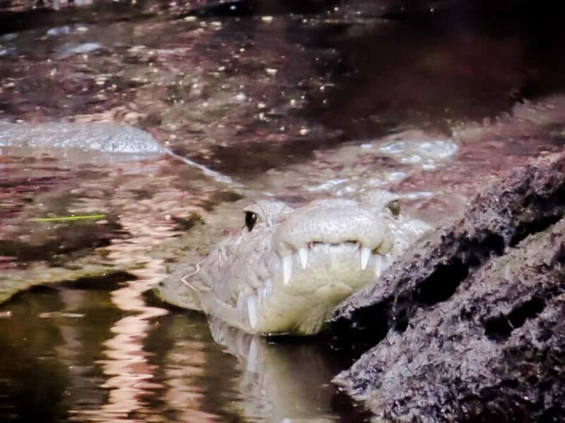 Celestún Flamingos, Beach, and Seafood Lunch Tour from Merida - The Experience with Guides and Reviews