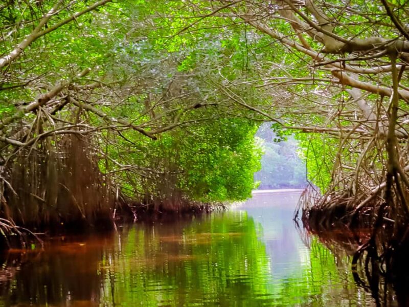 Celestún Flamingos, Beach, and Seafood Lunch Tour from Merida - Final Thoughts on the Celestún Tour from Merida