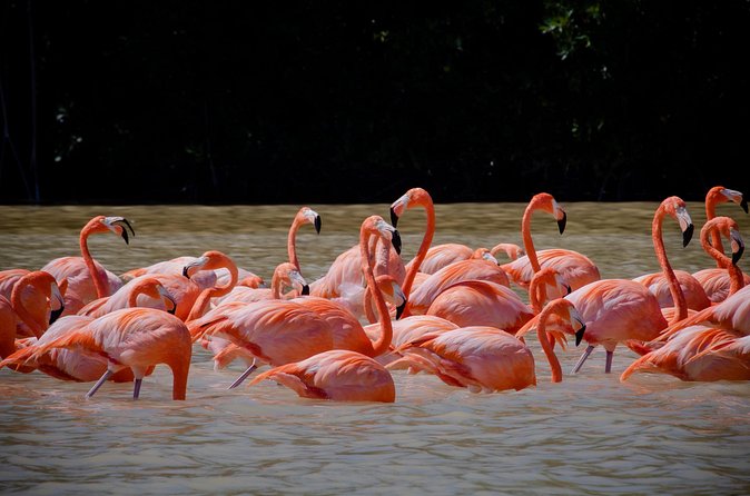 Celestun Flamingos Beach & Seafood Tour departure from Merida - Comfortable Transport and Practical Details
