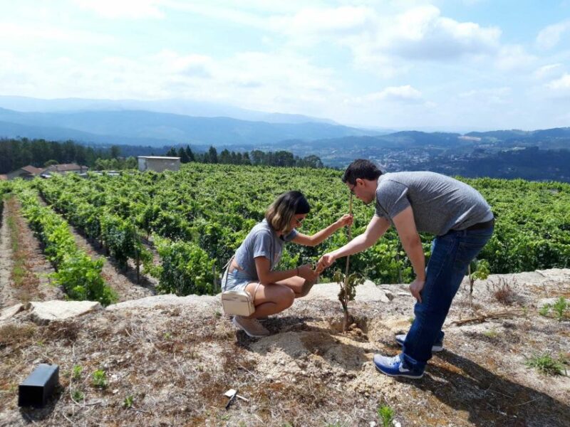 Celorico De Basto: Quinta de Santa Cristina Winery Tour - From the Winery to the Tasting Room: A Well-Paced Itinerary