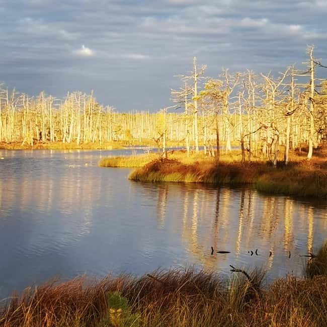 Cenas Bog trail near Riga for Nature lovers - Key Points