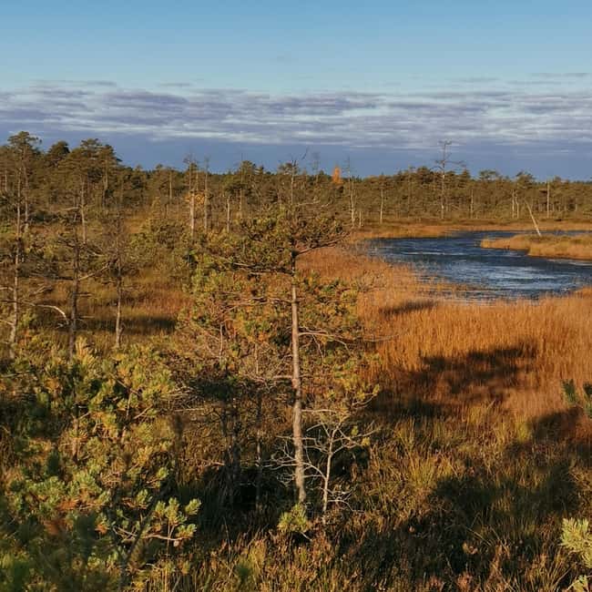 Cenas Bog trail near Riga for Nature lovers - Accessibility and Physical Requirements for Cenas Bog Tour