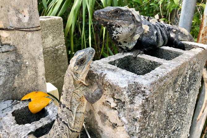 Cenote; Snorkeling and Photos with Colorful Fish - Logistics: Meeting Points, Timing, and Group Size