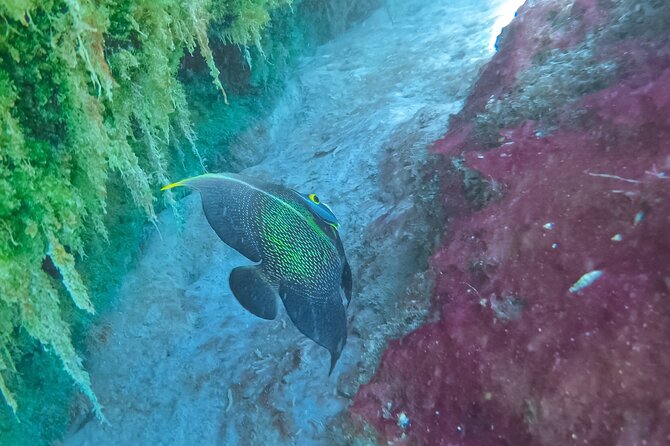 Cenote; Snorkeling and Photos with Colorful Fish - Sustainability and Safety Practices on the Tour