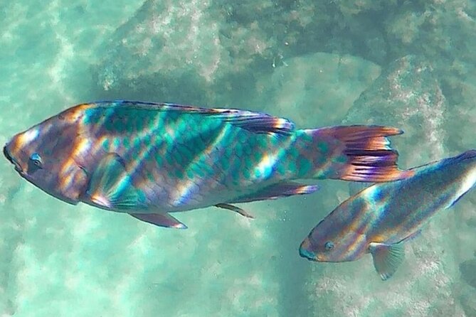 Cenote; Snorkeling and Photos with Colorful Fish - The Sum Up: A Trusted Choice for Marine Life Enthusiasts