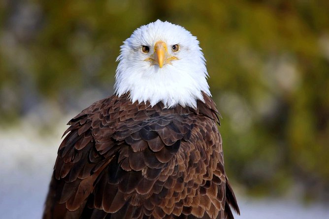 Central Florida Everglades Airboat Tour from Orlando - Final Thoughts: Is This Tour Right for You?