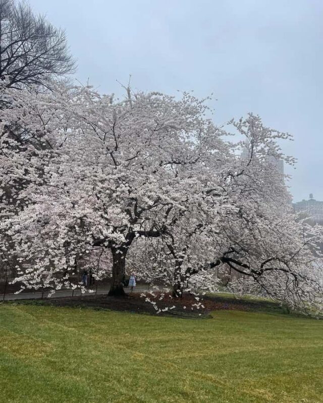 Central Park: Guided Pedicab Tour With Photo Stops - Exploring Iconic Landmarks with a Personal Touch