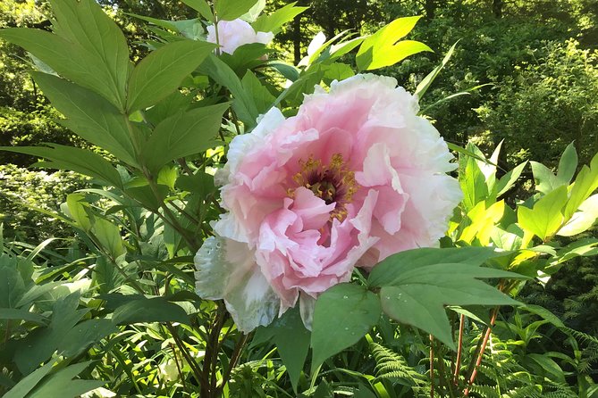 Central Park Guided Walking Tour - The Experience is Fully Cancelable up to 24 Hours in Advance