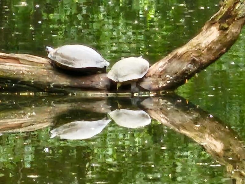 Central Park, NY: Nature, Architecture and Movie Scenes Tour - The Water Features, Victorian Tiles, and Memorial Plaques