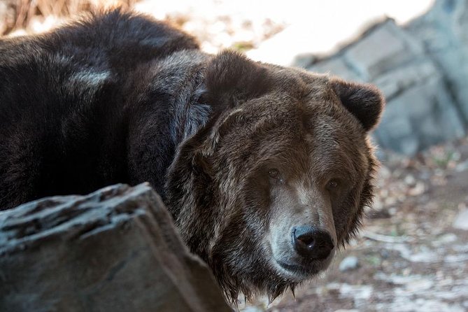 Central Park Zoo Admission Ticket with 4D Theater Access - Accessibility and Practical Tips