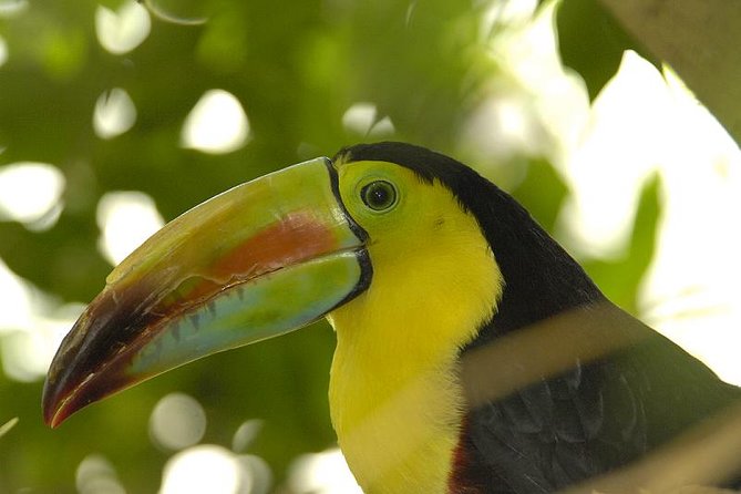 Central Park Zoo Admission Ticket with 4D Theater Access - Potential Drawbacks and Considerations