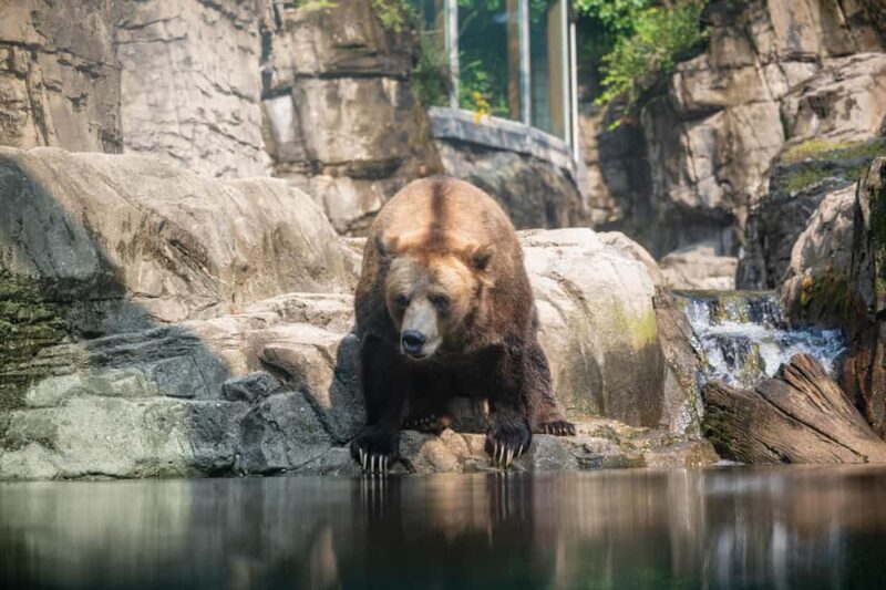 Central Park Zoo Entry Ticket - Discover the Tropical Rainforest at the Tropic Zone Exhibit
