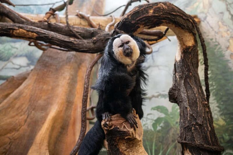 Central Park Zoo Entry Ticket - Interact with Animals at the Tisch Childrens Zoo