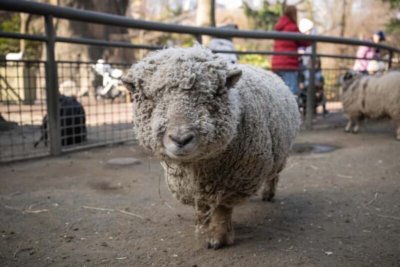 Central Park Zoo Entry Ticket - Central Park Zoos Strengths and Limitations