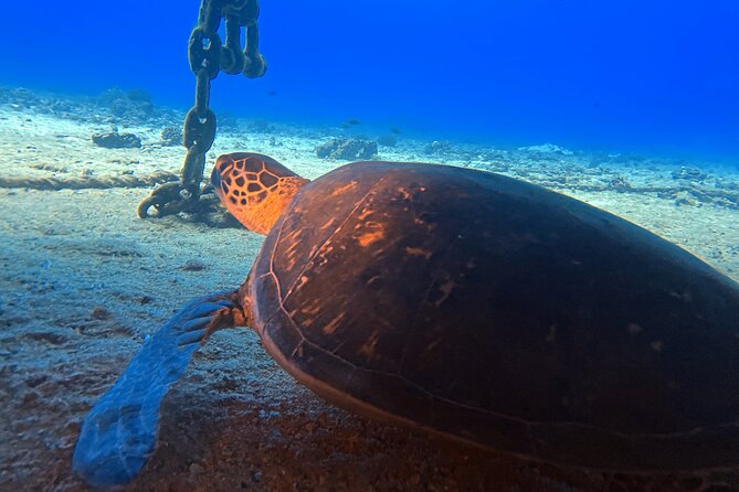 Certified Diver: 2-Tank Night Dive - The Experience of Guides and Small Groups