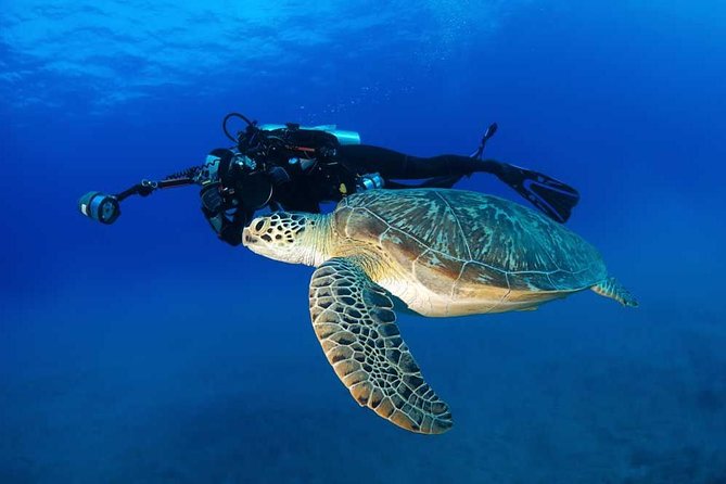 Certified Diver: 2-Tank Shallow Reef Dives off Oahu - Key Points