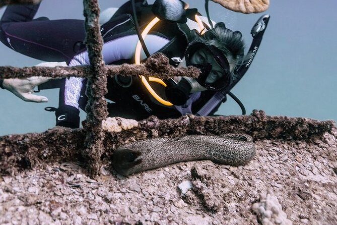 Certified Divers: Best 2-Tank Wrecks & Reef Boat Dive All Inclusive From Waikiki - Uncover Hawaii’s Underwater Wrecks and Reefs with Certified Divers on Oahu