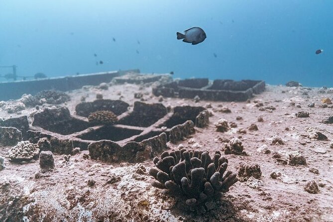 Certified Divers: Best 2-Tank Wrecks & Reef Boat Dive All Inclusive From Waikiki - Practical Tips and Restrictions