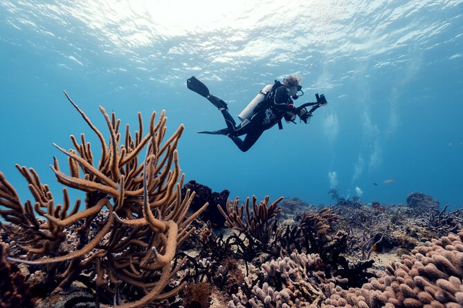 Certified Diving 2 Tanks in Cozumel - How the Cozumel Certified Diving Tour Starts at the Meeting Point