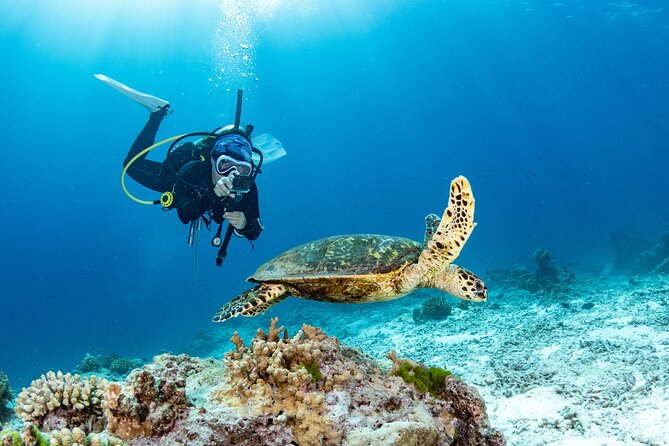 Certified Scuba Dive from Shore with Sea Turtles at Koloa Landing - Discover the Certified Shore Dive with Sea Turtles at Koloa Landing