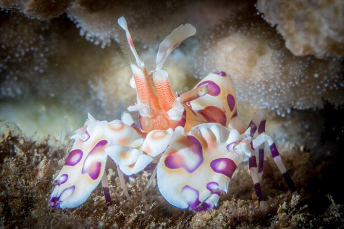 Certified Scuba Dive from Shore with Sea Turtles at Koloa Landing - Flexibility and Cancellation Policies