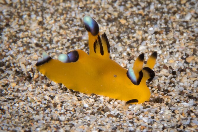 Certified Scuba Dive from Shore with Sea Turtles at Koloa Landing - Why Choose This Tour Over Other Kauai Activities