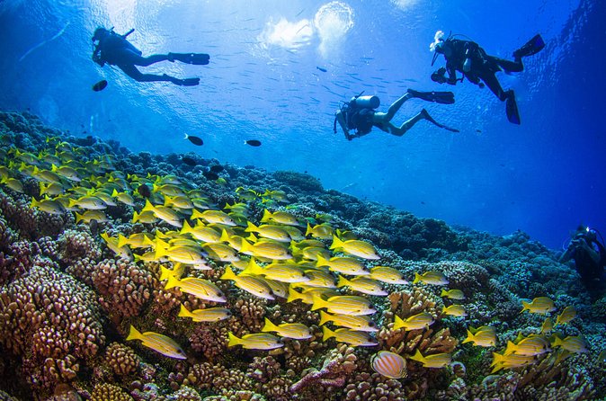 Certified Scuba Dive from Shore with Sea Turtles at Koloa Landing - Final Thoughts on the Koloa Landing Shore Dive Experience