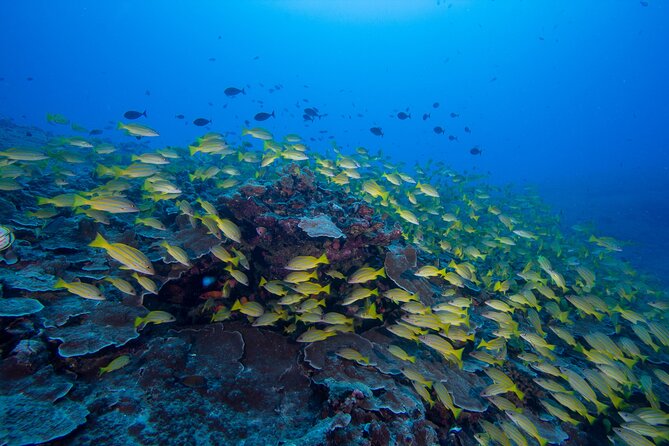Certified Scuba Diving Along Two Shallow Reef Sites - Starting Point at Maunalua Bay Beach Park in Honolulu