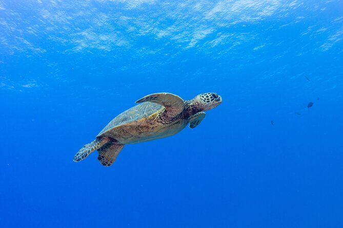 Certified Scuba Diving Along Two Shallow Reef Sites - The Dive Sites: Two Shallow Reefs in Calm Waters