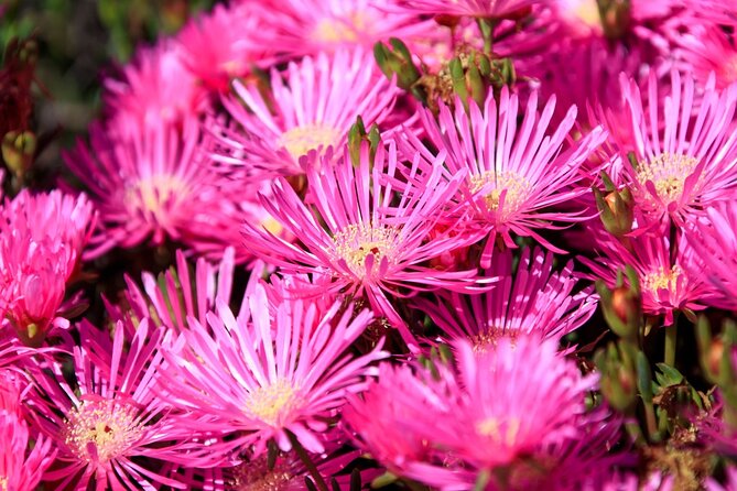 Cesar Manrique Highlights Half Day Tour - Frequently Asked Questions