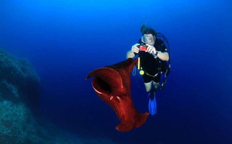 Cesme: Scuba Diving Experience - The Equipment and Safety Protocols