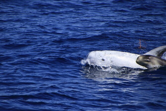 Cetacean Watching Tour - Practical Details: Inclusions and What to Bring